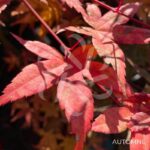 Acer palmatum 'Beni Maiko' - Érable du Japon