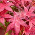 Acer palmatum 'Beni Maiko' - Érable du Japon