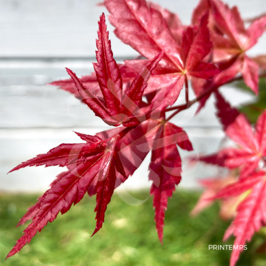 Acer palmatum 'Beni Maiko' - Érable du Japon