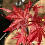 Acer palmatum 'Beni Maiko' - Érable du Japon