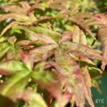 Acer palmatum 'Beni Maiko' - Érable du Japon