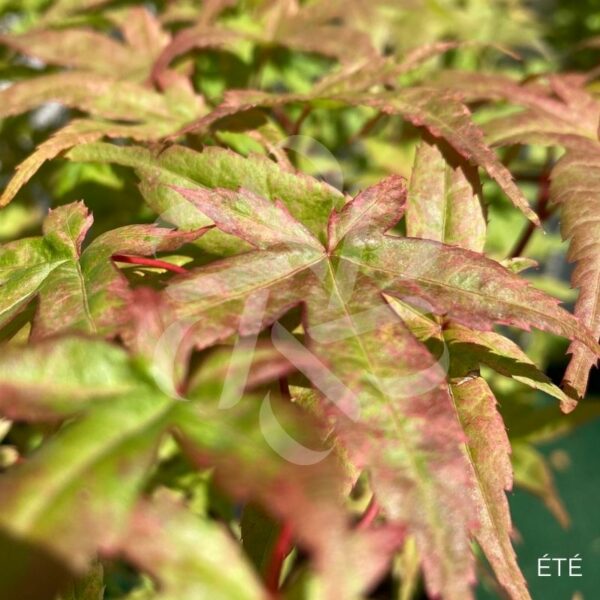 Set 2 Érables Du Japon Acer Palmatum 'Beni Maiko' - Pot 19cm Hauteur 60-70cm