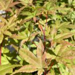 Acer palmatum 'Beni Maiko' - Érable du Japon