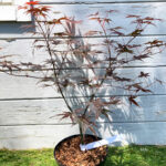 Acer palmatum 'Bloodgood' - Érable du Japon