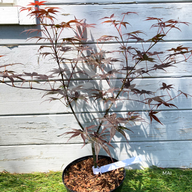 Acer palmatum 'Bloodgood' - Érable du Japon