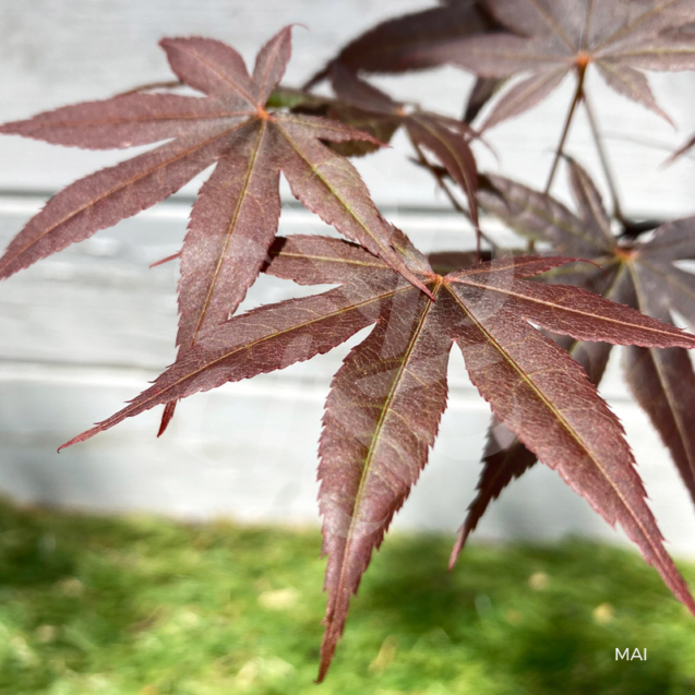 Acer palmatum 'Bloodgood' - Érable du Japon