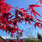Acer palmatum 'Bloodgood' - Érable du Japon