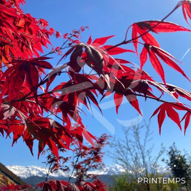 Acer palmatum 'Bloodgood' - Érable du Japon