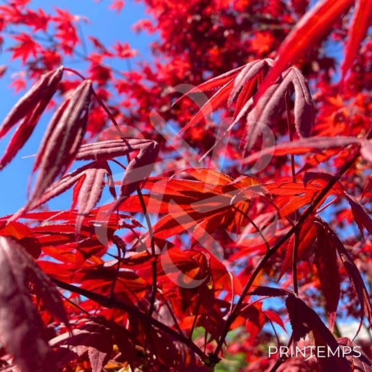 Acer palmatum 'Bloodgood' - Érable du Japon