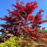 Acer palmatum 'Bloodgood' - Érable du Japon
