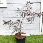 Acer palmatum 'Enkan' - Érable du Japon