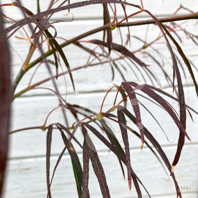 Acer palmatum 'Enkan' - Érable du Japon