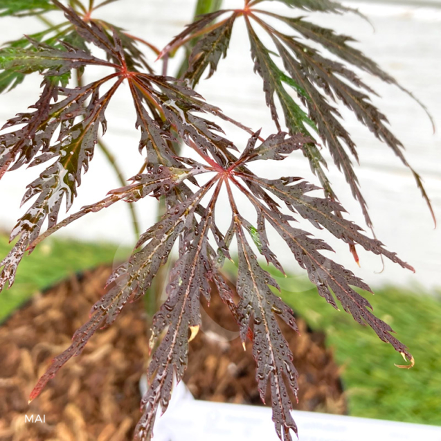 Acer palmatum 'Firecracker' - Érable du Japon