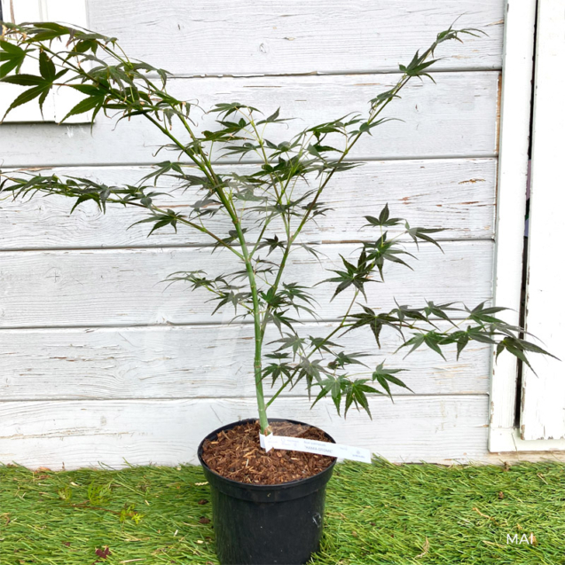 Acer palmatum 'Hama Otome' - Érable du Japon