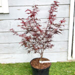 Acer palmatum 'Hime Shojo' - Érable du Japon