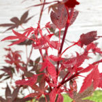 Acer palmatum 'Hime Shojo' - Érable du Japon