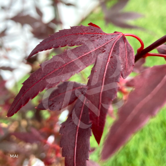 Acer palmatum 'Hime Shojo' - Érable du Japon