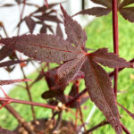 Acer palmatum 'Hime Shojo' - Érable du Japon