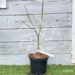 Acer palmatum 'Ki hachijō' - Érable du Japon