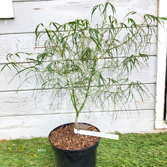 Acer palmatum 'Koto-no-Ito' - Érable du Japon