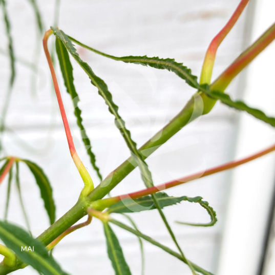 Acer palmatum 'Koto-no-Ito' - Érable du Japon