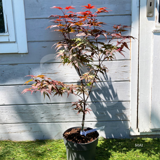 Acer palmatu, 'Little Red' - Érable du Japon