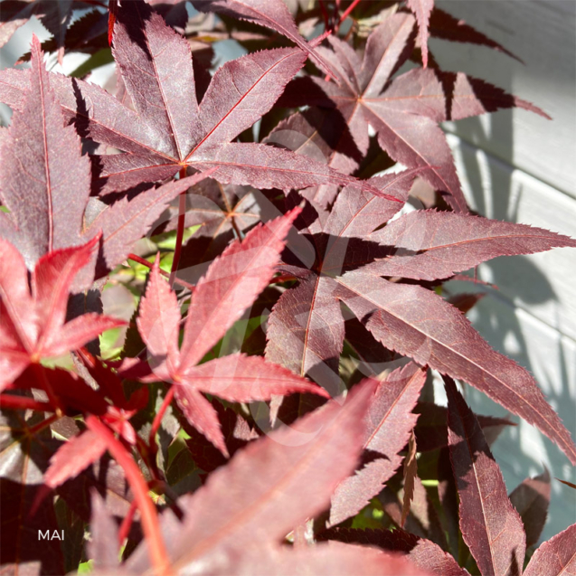 Acer palmatu, 'Little Red' - Érable du Japon