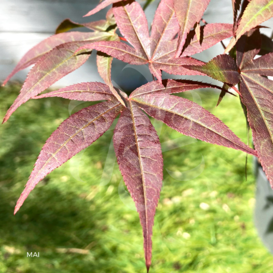 Acer palmatu, 'Little Red' - Érable du Japon