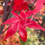 Acer palmatu, 'Little Red' - Érable du Japon