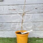 Acer palmatum 'Nakakamado Weeping' - Érable du Japon