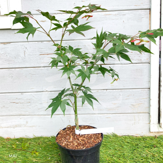 Acer palmatum 'Osakazuki' - Érable du Japon