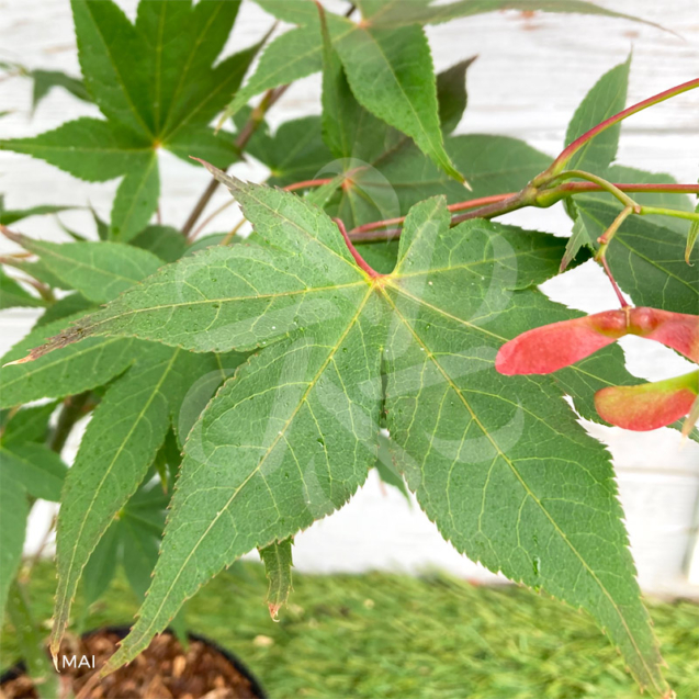 Acer palmatum 'Osakazuki' - Érable du Japon