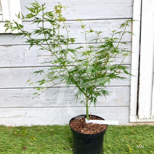 Acer palmatum 'Seiryu' - Érable du Japon