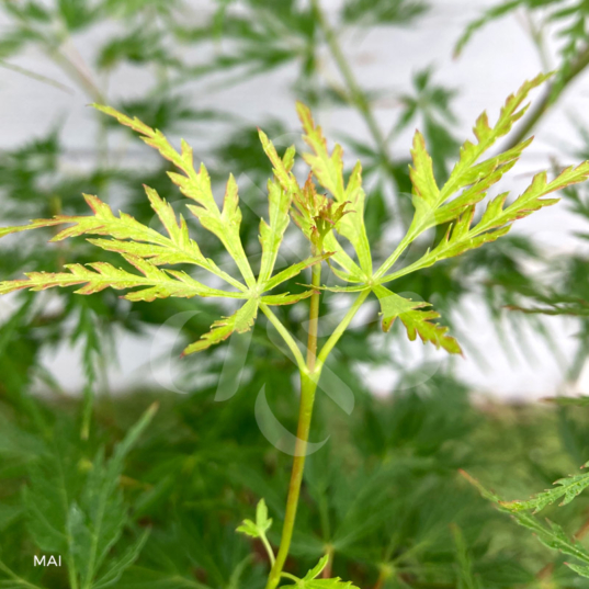 Acer palmatum 'Seiryu' - Érable du Japon