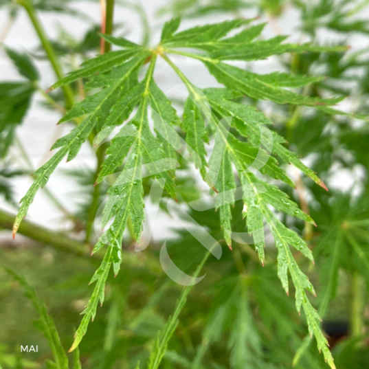 Acer palmatum 'Seiryu' - Érable du Japon