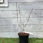 Acer palmatum Shaina - Érable du Japon