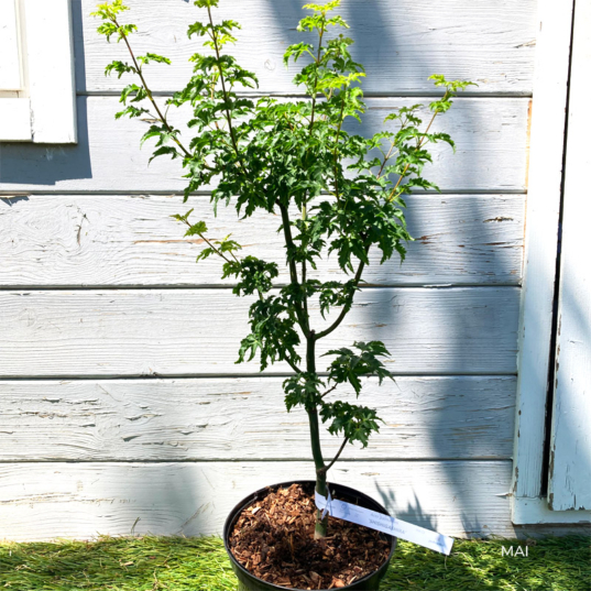 Acer palmatum 'Shishigashira' - Érable du Japon