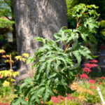 Acer palmatum 'Shishigashira' - Érable du Japon