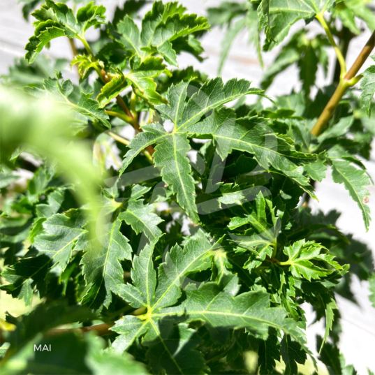 Acer palmatum 'Shishigashira' - Érable du Japon