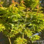 Acer palmatum 'Shishigashira' - Érable du Japon