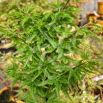 Acer palmatum 'Shishigashira' - Érable du Japon