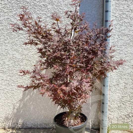 Acer palmatum 'Skeeter's Broom' - Érable du Japon