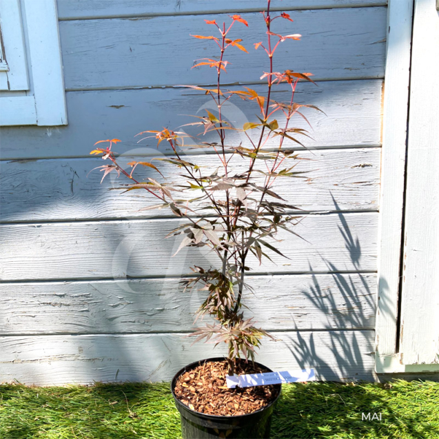 Acer palmatum 'Skeeter's Broom' - Érable du Japon