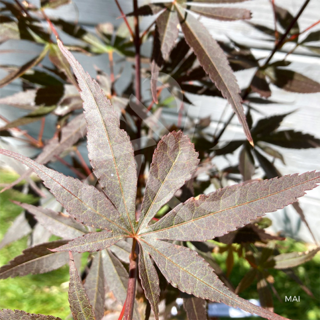 Acer palmatum 'Skeeter's Broom' - Érable du Japon