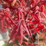Acer palmatum 'Skeeter's Broom' - Érable du Japon