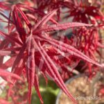 Acer palmatum 'Skeeter's Broom' - Érable du Japon