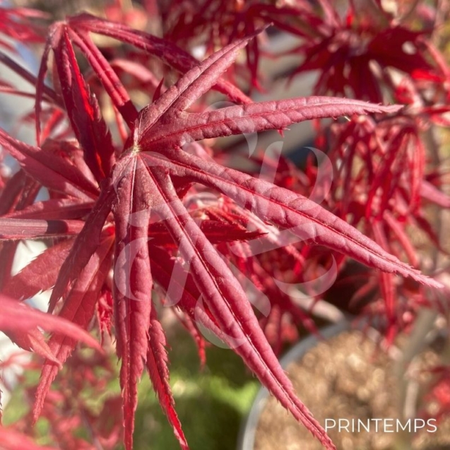 Acer palmatum 'Skeeter's Broom' - Érable du Japon