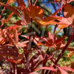 Acer palmatum 'Skeeter's Broom' - Érable du Japon