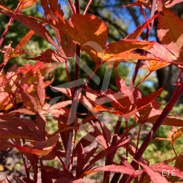 Acer palmatum 'Skeeter's Broom' - Érable du Japon