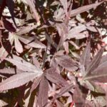 Acer palmatum 'Skeeter's Broom' - Érable du Japon